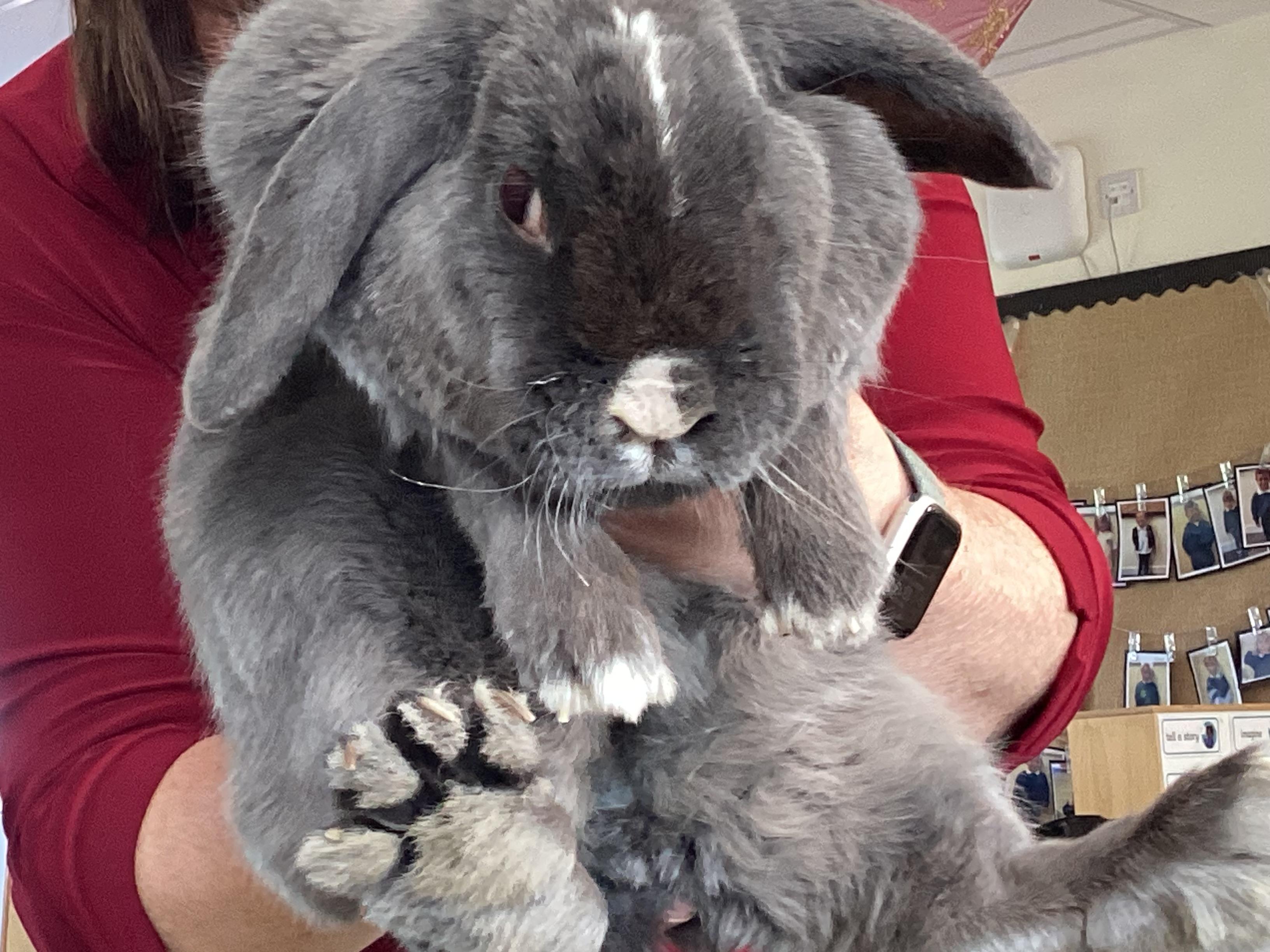 Midnight Rabbits Booker Avenue Infant School - A Visit From Midnight The Rabbit - April 2026